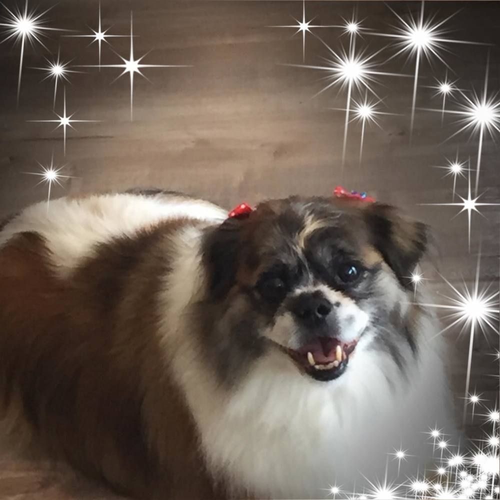 Meet your Posher, Darci
